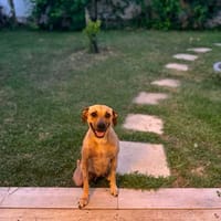 Aïka la miraculée, chienne à adopter