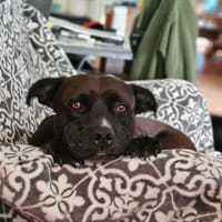 Paty, une créole en Normandie, chienne à adopter