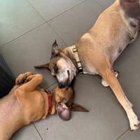 Bandit, le  voleur de coeurs, chien à adopter