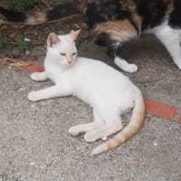 EDUARD, chat à adopter