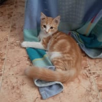 ELIOT, chat à adopter