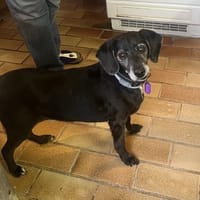 BIMON, chien à adopter