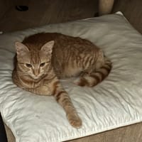 ROUKINOU, chatte à adopter