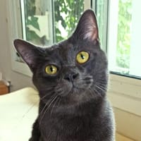 Aristo, chat à adopter