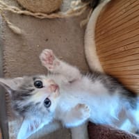 Bounty, chatte à adopter