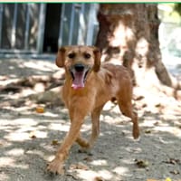 Banzai, chien à adopter