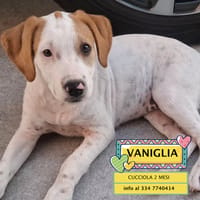 VANIGLIA, cane femmina da adottare