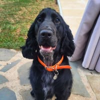 Milo, chien à adopter