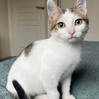 Balou, chat à adopter