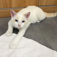 Barnabé, chat à adopter