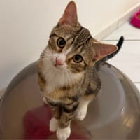 Bob, chat à adopter