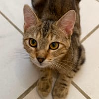 Buzz, chat à adopter