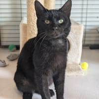 BRIO, chat à adopter