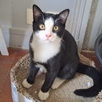 BECKETT, chat à adopter