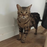 Prince, chat à adopter