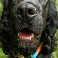 Sanni - Sonnenschein sucht neues Zuhause, Hund zur Adoption