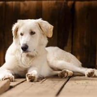 Kasper wartet in der Tierherberge Donzdorf, Hund zur Adoption