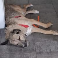 Rüde Benjamin sucht ein Zuhause, Hund zur Adoption