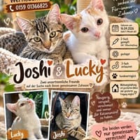 JOSHI & LUCKY  WO SIND EURE MENSCHEN?, Kater zur Adoption