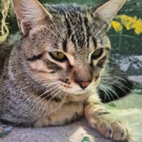 Junge Katzenbrüder Utah und Unay, Kater zur Adoption