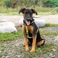 Mendo möchte sein Herz verschenken..., Hund zur Adoption