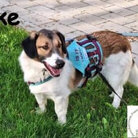 Ike  nicht nur optisch was ganz Besonderes!, Hund zur Adoption