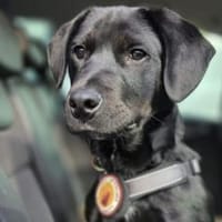 Zauberhafter Aiden, Hund zur Adoption
