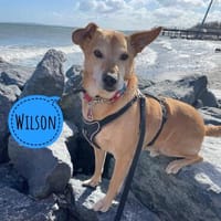 Winston ein pflegeleichter Rüde, Hund zur Adoption