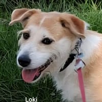 Loki mit Kuschelabitur möchte endlich eigene Menschen., Hündin zur Adoption