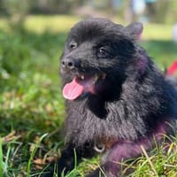 Balu sucht seine Familie, Hund zur Adoption