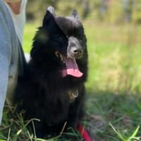 Balu sucht seine Familie ❤, Hund zur Adoption