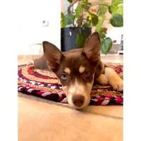 Cookie - wartet in 59590 Geseke, Hündin zur Adoption