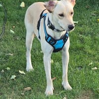Shannon -noch unsicher, aber neugierig-, Hündin zur Adoption