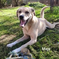 Maja, zierlich und hübsch u. trotzdem plötzlich alleine, Hündin zur Adoption