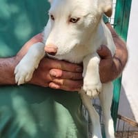YUNA- KLEINE PFOTEN, GROSSES HERZ!, Hündin zur Adoption
