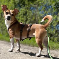 Nuska - 35 cm sucht Kuschelpartner, Hündin zur Adoption