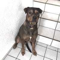 Junghund Charly sucht endlich die richtigen Menschen, Hund zur Adoption