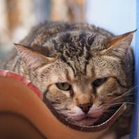 Unkomplizierter, lieber Kater John, Kater zur Adoption