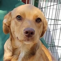 Bereit für  Abenteuer Welpe? MOIRA wartet auf euch!, Hündin zur Adoption