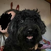 Döncsi verlor zum 2. Sein Frauchen und sein Zuhause, Hund zur Adoption