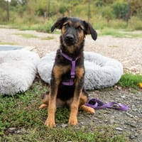 Sina sucht liebevolle Familie..., Hündin zur Adoption