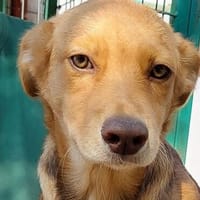 WELPENGLÜCK GESUCHT: NESSA SUCHT IHRE FAMILIE, Hündin zur Adoption