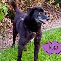 Sanfte, menschenbezogene Nona, Hündin zur Adoption