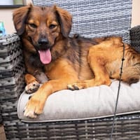 Remus sucht seine Menschen, Hund zur Adoption