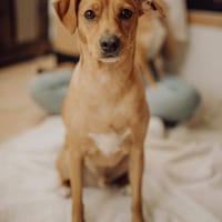 Ken -menschenbezogen, verschmust-, Hund zur Adoption