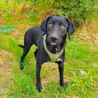 Labrador Mix Anton sucht ein Zuhause, Hund zur Adoption