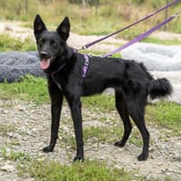 Naomi sucht ihr neues zu Hause ...., Hündin zur Adoption