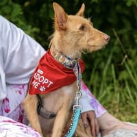 fröhlicher Tom sucht Menschen und Hundekumpel, Hund zur Adoption