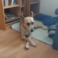 Sowa sucht dringend einen Einzelplatz!, Hündin zur Adoption