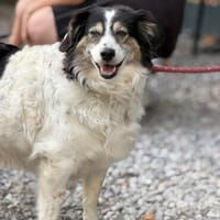 Lola unsere hübsche Dame, Hündin zur Adoption